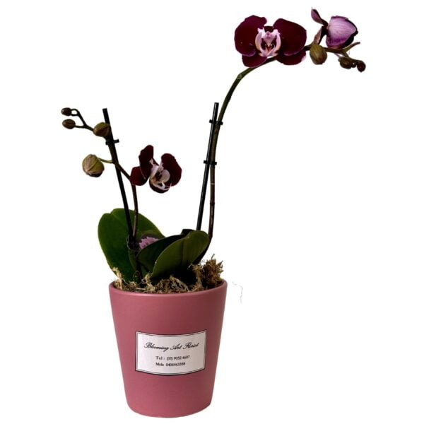 Dark Pink Phalaenopsis Orchid in Pink Pot