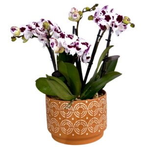White Purple Centre Phalaenopsis Orchid in Orange Patterned Pot
