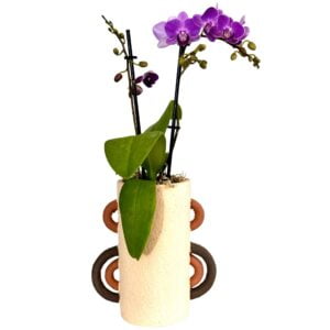 Purple Phalaenopsis Orchid in Long Pot