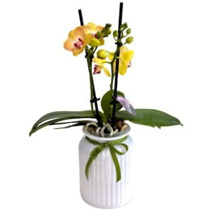 Orange Phalaenopsis Orchid in White Tall Pot