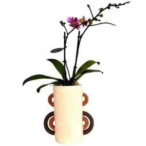 Pink Phalaenopsis Orchid in Long Pot
