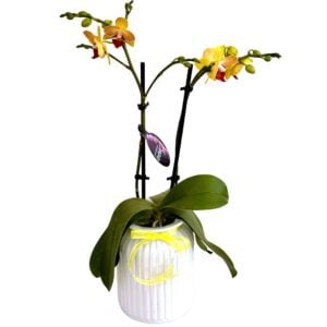 Orange Phalaenopsis Orchid in White Pot