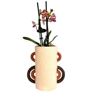 Multi Coloured Phalaenopsis Orchid in Long Pot