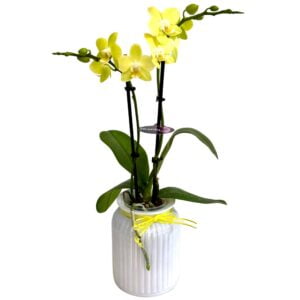 Yellow Phalaenopsis Orchid in White Pot