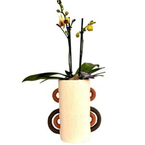 Yellow Phalaenopsis Orchid in Long Pot