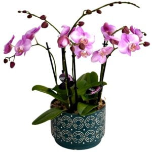 Pink Phalaenopsis Orchid in Dark Green Patterned Pot