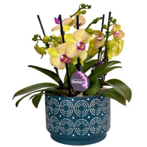 Yellow Pink Centre Phalaenopsis Orchid in Blue Patterned Pot