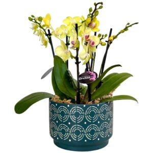 Yellow Purple Centre Phalaenopsis Orchid in Blue Patterned Pot