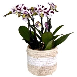 White Purple Centre Phalaenopsis Orchid in White Textured Pot