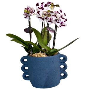 White Purple Centre Phalaenopsis Orchid in Blue Pot