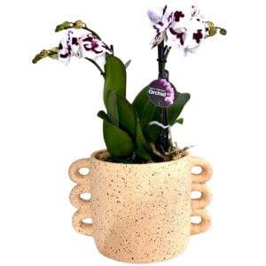 White Purple Centre Phalaenopsis Orchid in Handle Pot