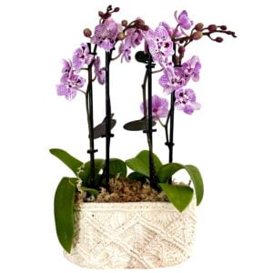 Pink Purple Centre Phalaenopsis Orchid in White Pot