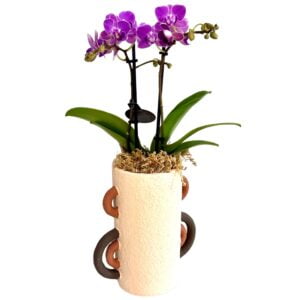Pink Phalaenopsis Orchid in White Tall Pot