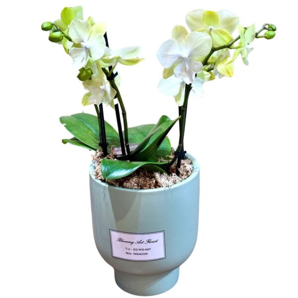 Yellow Phalaenopsis Orchid in Round Green Pot