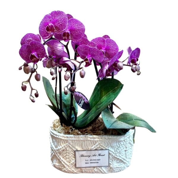 Purple Phalaenopsis Orchid in White Oblong Pot