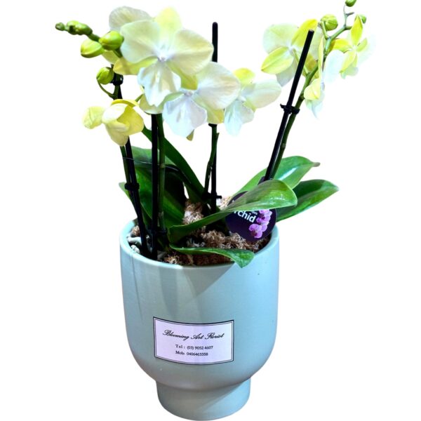 Yellow Phalaenopsis Orchid in Green Pot