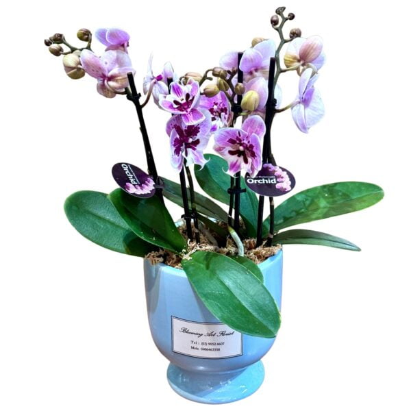 Pink Phalaenopsis Orchid in Green Pot