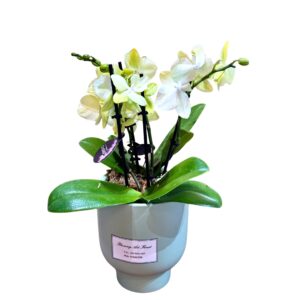 Yellow Phalaenopsis Orchid in Pot