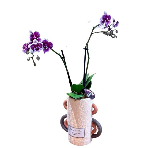 Purple Phalaenopsis Orchid in Tall Pot