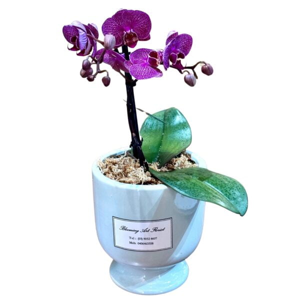 Purple Phalaenopsis Orchid in Blue Pot