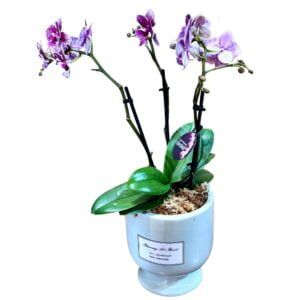 Pink Phalaenopsis Orchid in Blue Round Pot