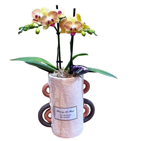 Light Orange Phalaenopsis Orchid in White Tall Pot