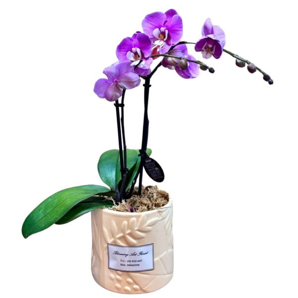 Pink Phalaenopsis Orchid in White Embossed Pot