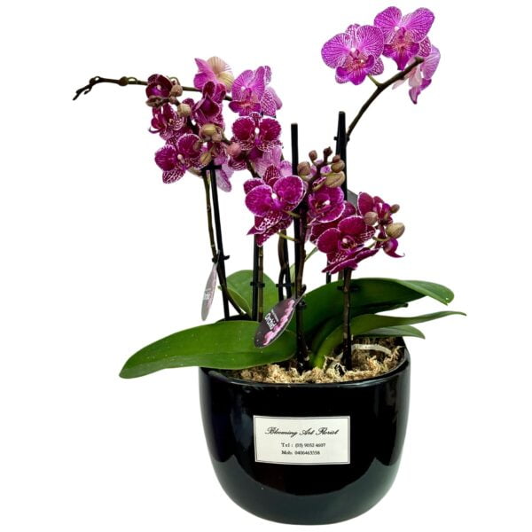 Purple Phalaenopsis Orchid in Black Pot