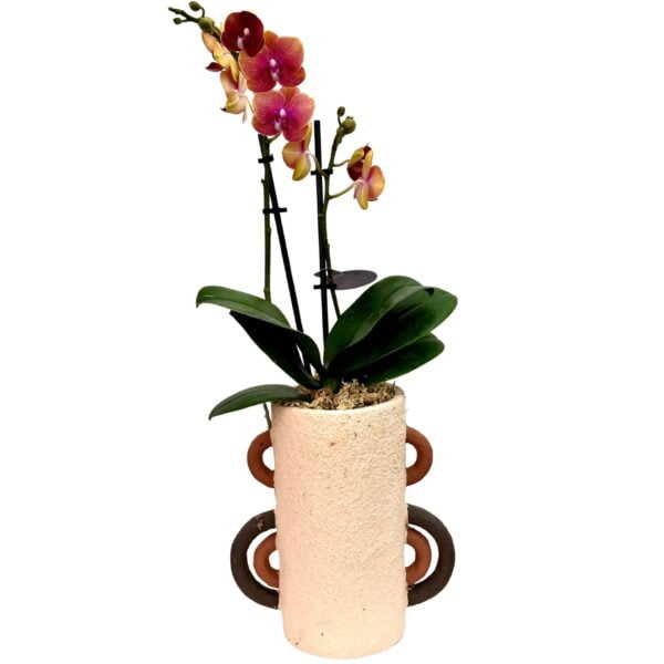 Light Purple Phalaenopsis Orchid in Handle Pot