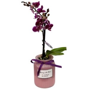 Purple Phalaenopsis Orchid in Pink Ribbed Pot