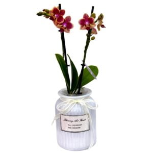 Light Purple Phalaenopsis Orchid in White Pot