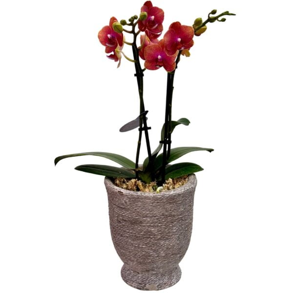 Light Purple Phalaenopsis Orchid in Stone Pot