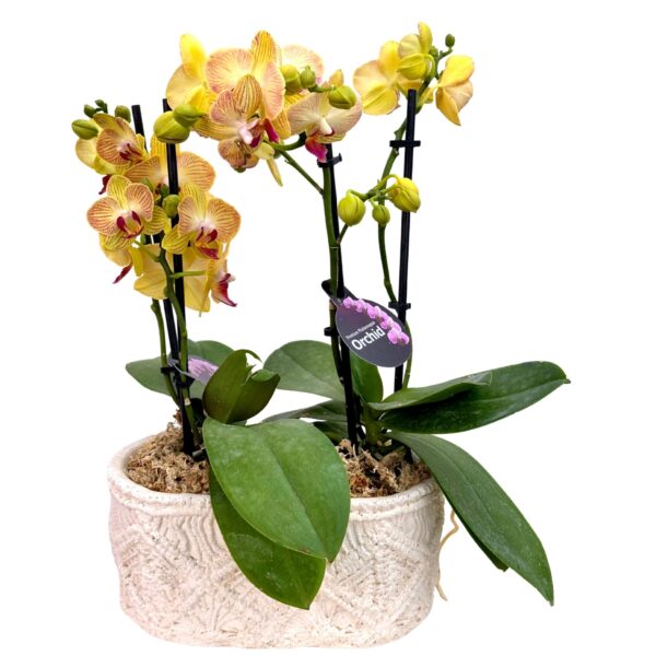 Yellow Phalaenopsis Orchid in White Oblong Pot