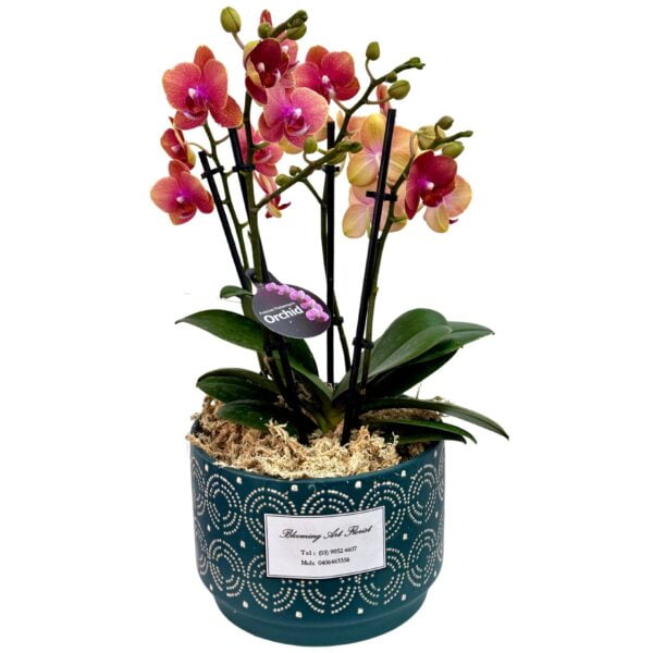 Light Purple Phalaenopsis Orchid in Green Pot