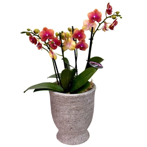 Light Purple Phalaenopsis Orchid in Stone Pot