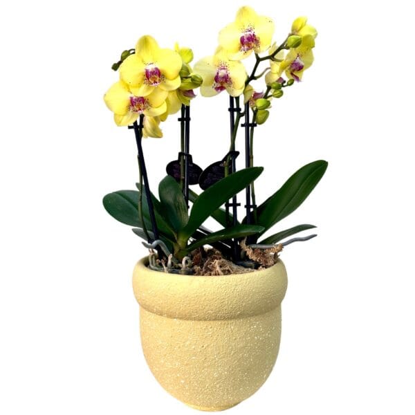 Yellow Phalaenopsis Orchid in Yellow Pot