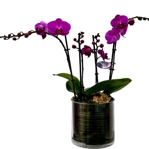 Dark Pink Phalaenopsis Orchid in Glass Pot