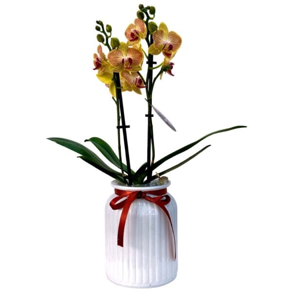 Yellow Phalaenopsis Orchid in White Pot