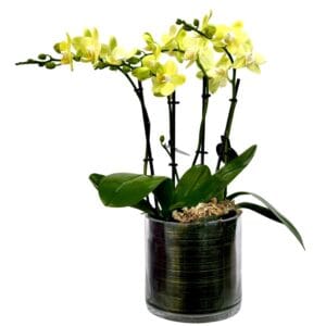 Yellow Phalaenopsis Orchid in Glass Pot