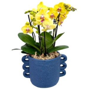 Yellow Phalaenopsis Orchid in Blue Pot