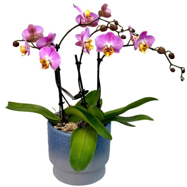 Pink Phalaenopsis Orchid in Blue Pot