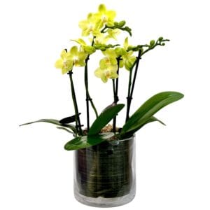 Yellow Phalaenopsis Orchid in Glass Pot