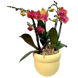 Light Purple Phalaenopsis Orchid in Yellow Pot