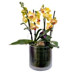 Yellow Pink Centre Phalaenopsis Orchid in Glass Pot