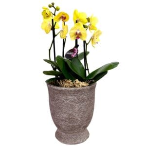 Yellow Phalaenopsis Orchid in Urn Pot