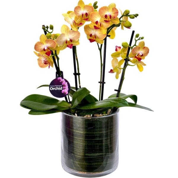 Yellow Pink Centre Phalaenopsis Orchid in Glass Pot