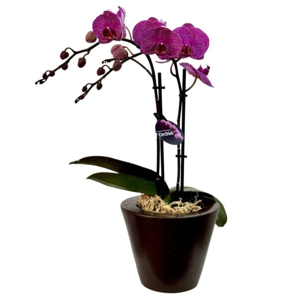 Dark Pink Phalaenopsis Orchid in Brown Pot