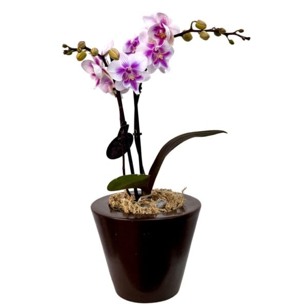 Pink Phalaenopsis Orchid in Brown Pot