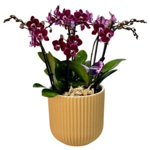 Purple Phalaenopsis Orchid in Beige Pot