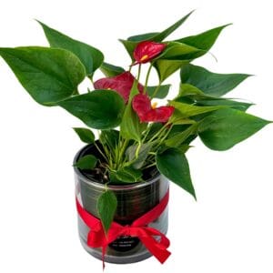 Anthurium Pot Plant